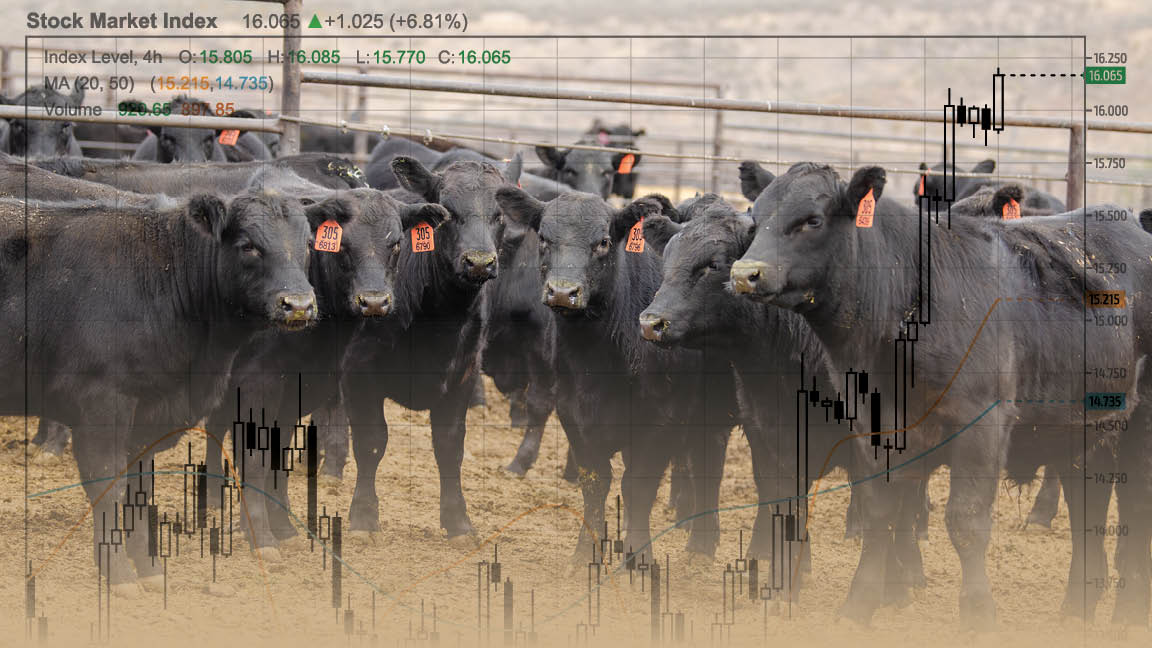 cattle