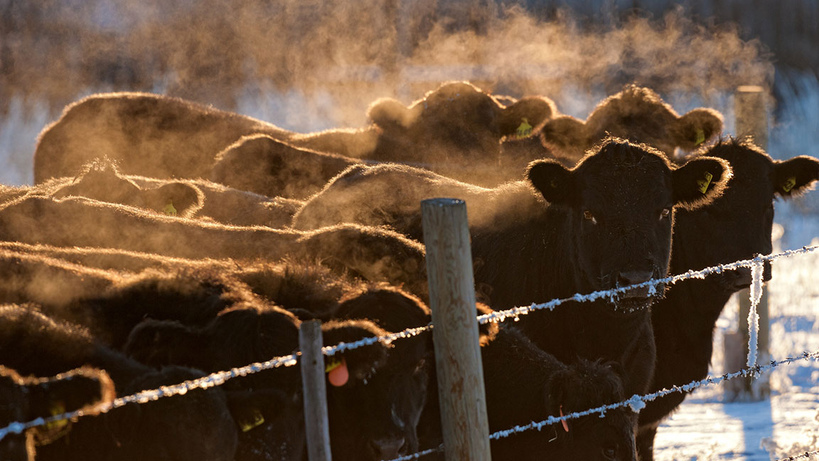 cattle in the cold