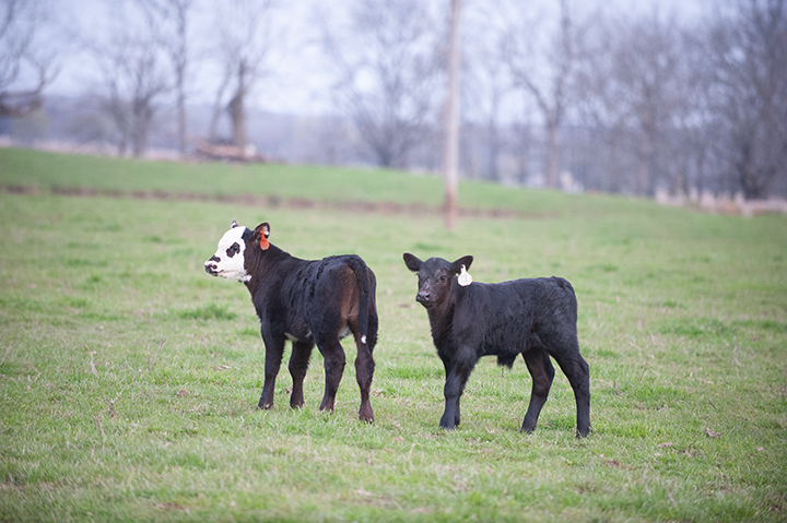 two calves