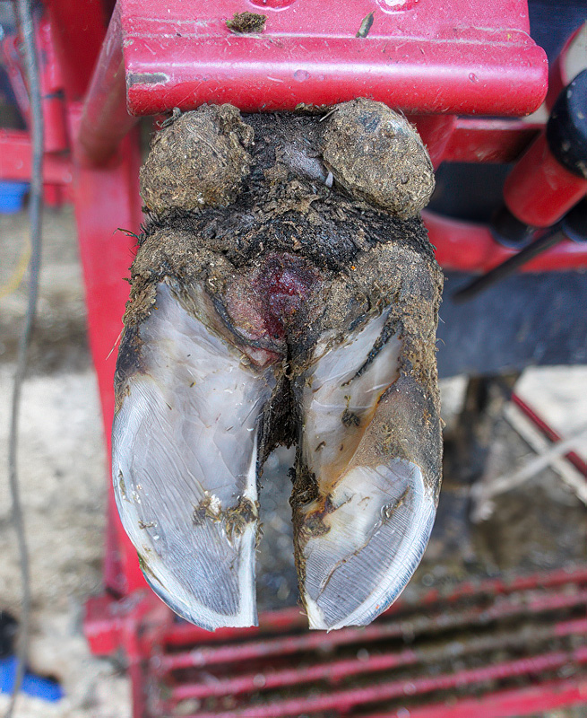 hairy heel waarts