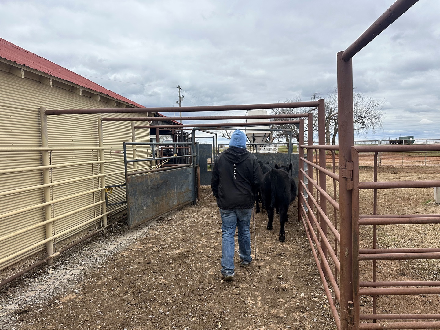 working cattle