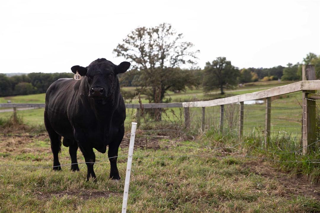 Angus Bull standing next to a wooden fence row.