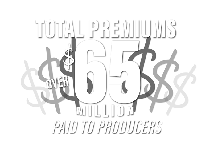 Angus Link promo graphic