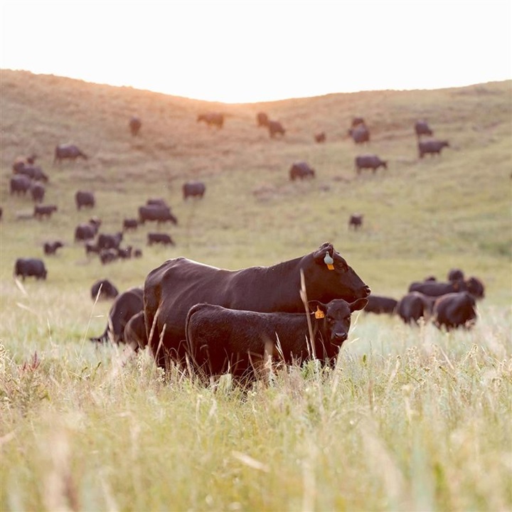 Cow calf pair standing in a valley.