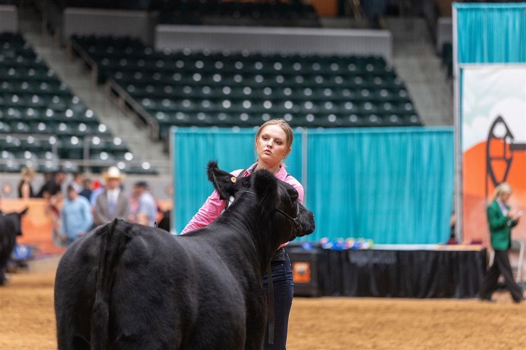 Lauren Wolter, Aviston, Illinois, exhibiting in the Owned Heifer Show at the National Junior Angus Show in Tulsa, Oklahoma.  