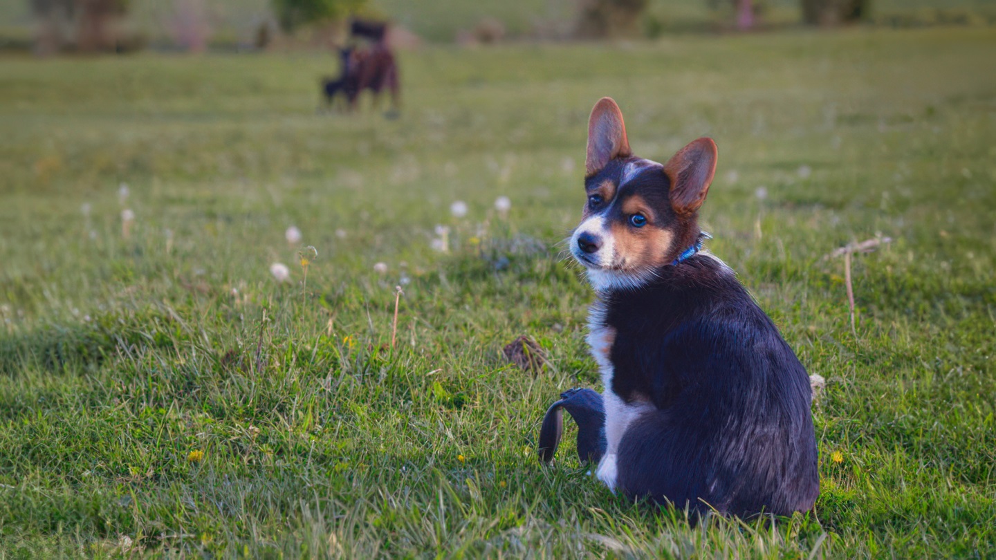 Young dog in training