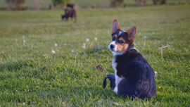 Young dog in training