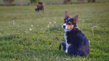 Young dog in training