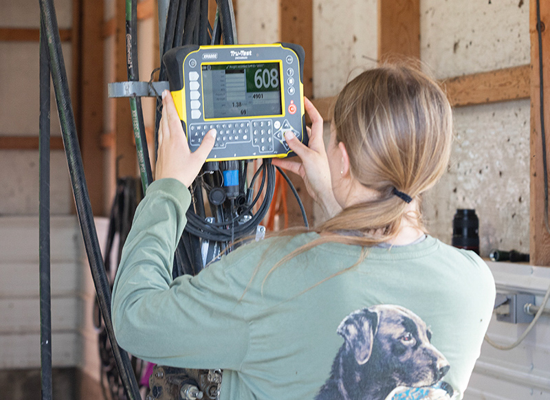Ava Perrier collects weights on heifers