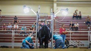 Team members working together to fit their animal during the team fitting contest at the National Junior Angus Show.