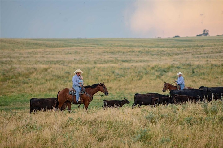 Individual on a horse herding cattle as dusk.