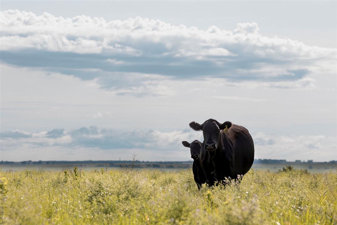 A black Angus cow and calf stand in a western states green pasture underneath the big sky.