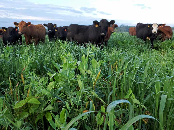“On average, about seven or eight years out of 10, summer annuals work well,” says Jeremy Sweeten. “If we have a cool summer, the cereal grains shine and the summer annuals stall out.”