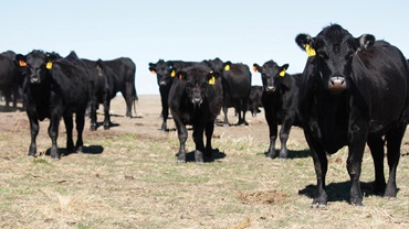 Angus cattle