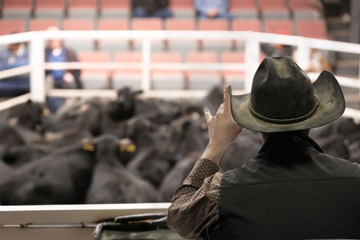 An auctioneer on the block selling a group of black Angus cattle at a market.