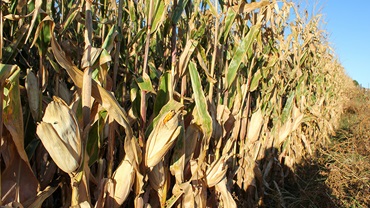 corn stock