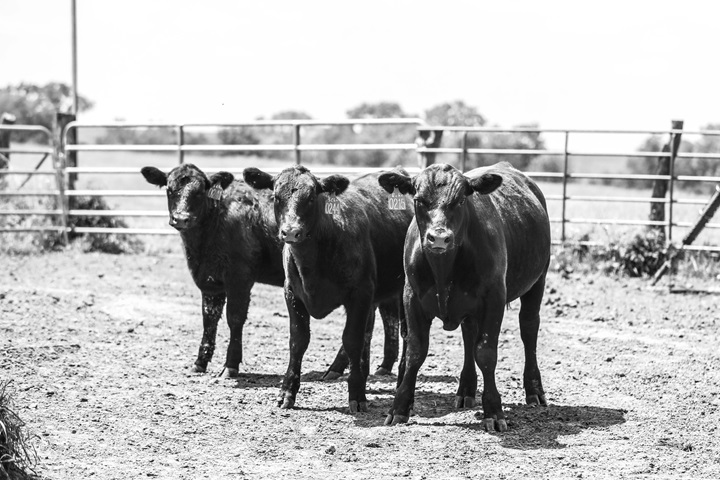 Three calves standing in a feedlot
