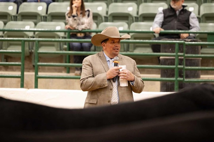 A judge at a cattle show reviewing his notes before making his selection.