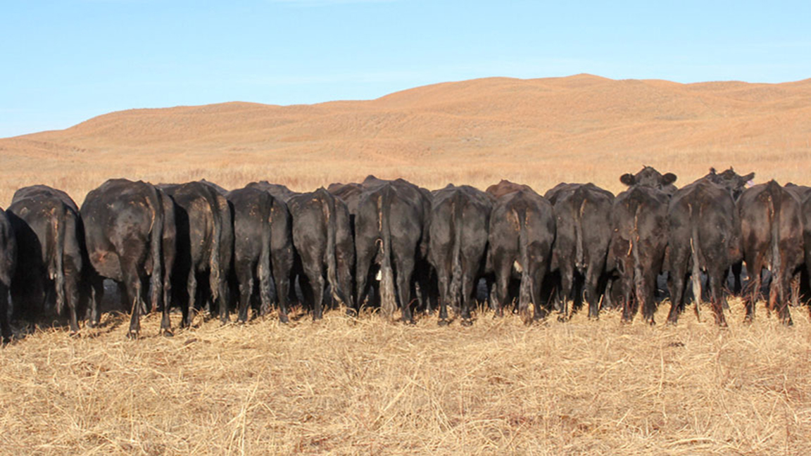 heifers on pasture