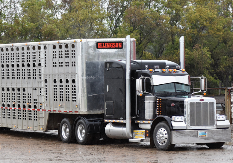 cattle truck