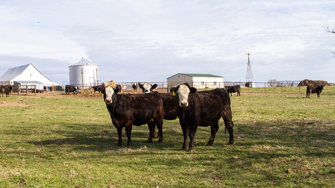 two-year-old heifers