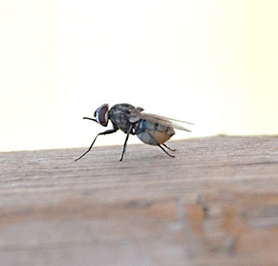 Fig. 2: Stable fly resting on a board, piecing/sucking mouthpart protruding in front of the head.