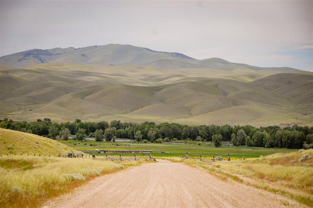 Dirt road leading through mountain pasture.