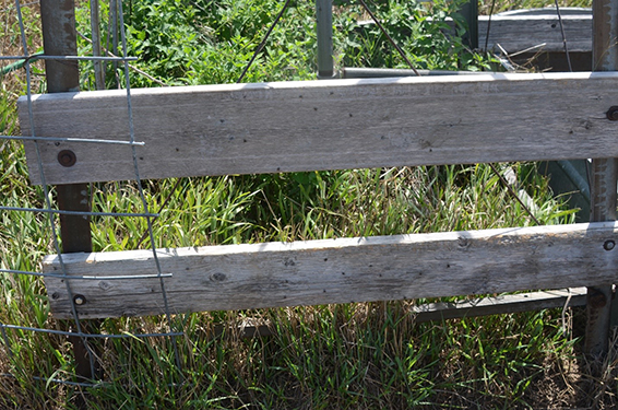 Fig. 1: Stable flies resting on shaded sides of board near a windmill.