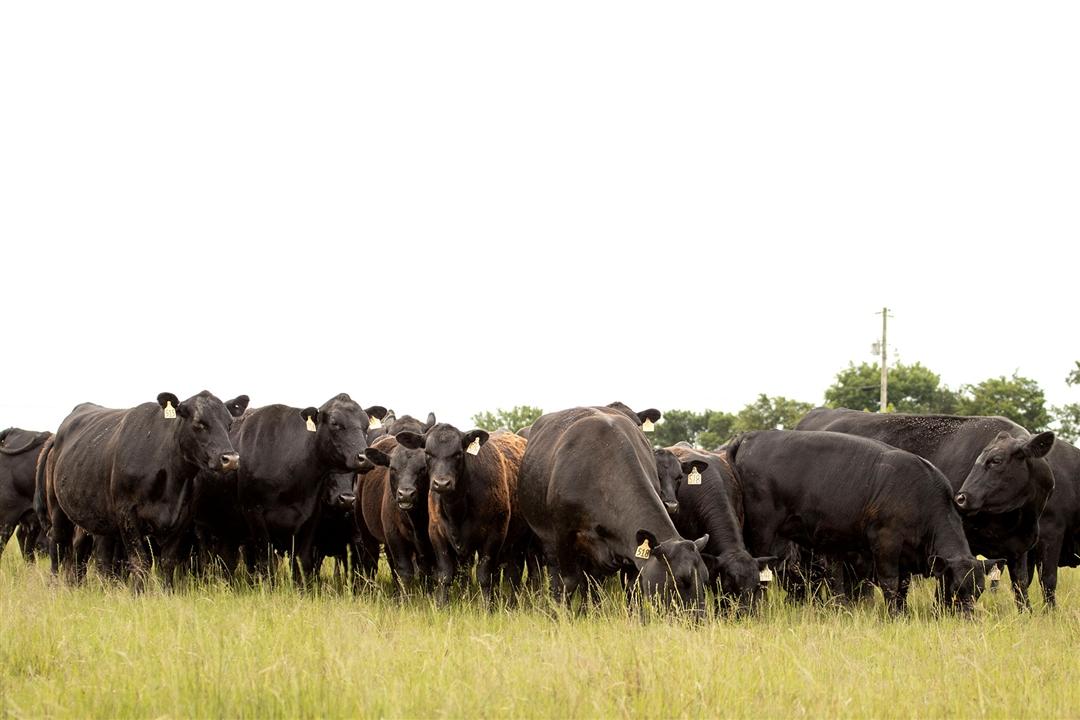 A group of Angus cattle stand in the pasture awaiting feed.