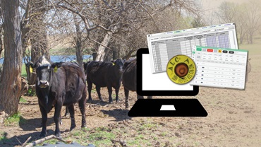 cows and computer data