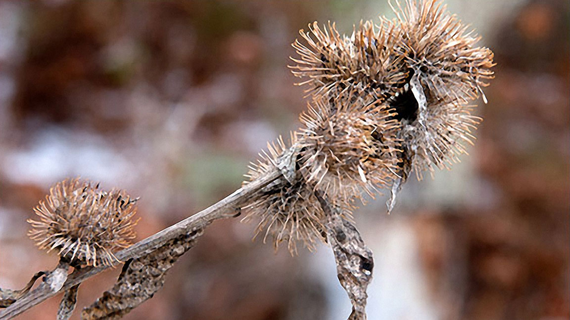 burdock