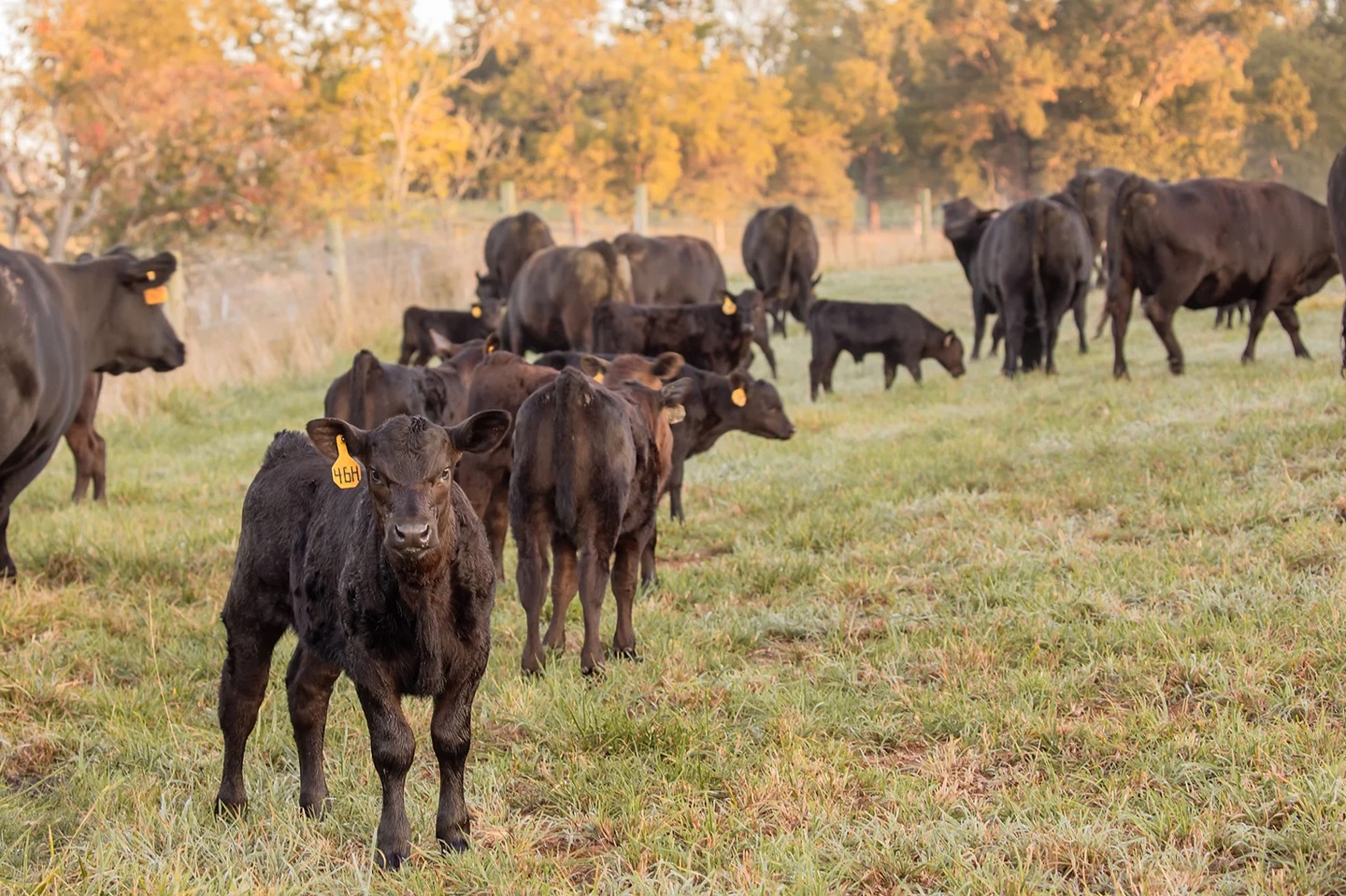 cattle in pasture