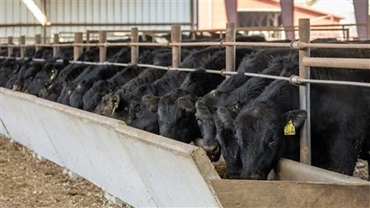 cattle at feed bunk