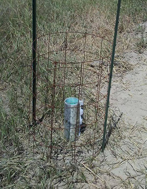 Fig. 3: Knight Stick Stable Fly trap located in a pasture near a cattle loafing area.