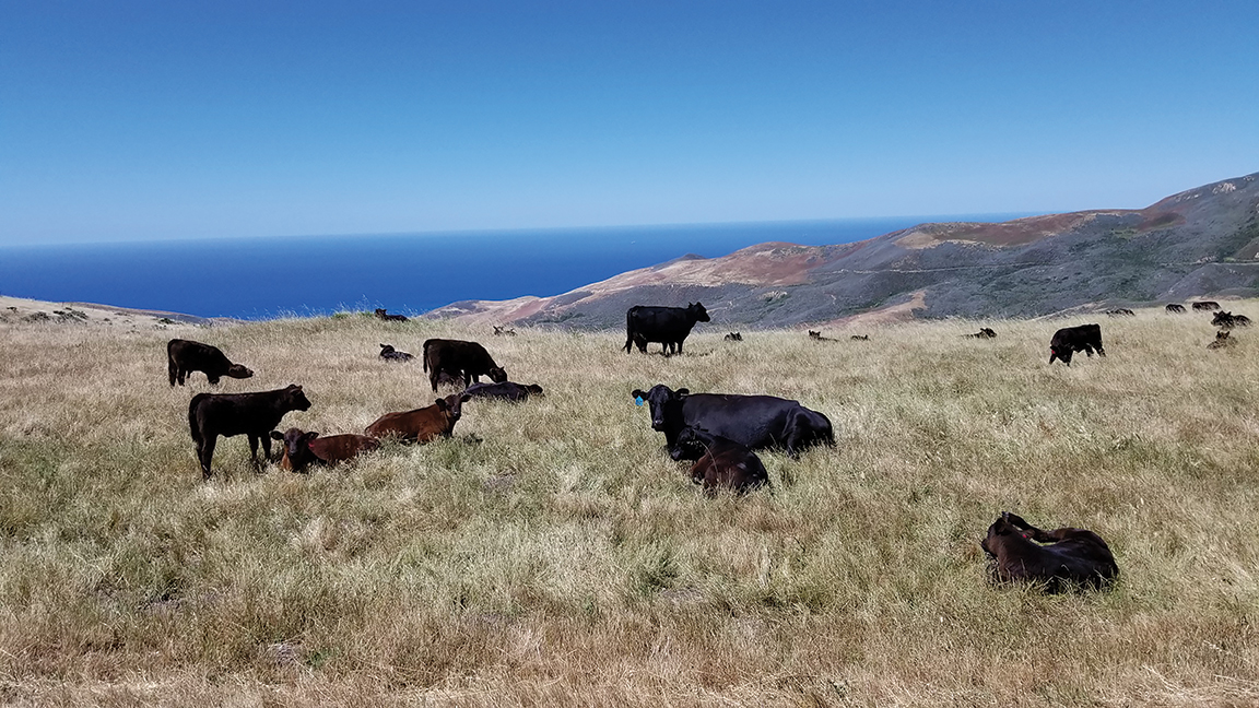 cattle near the ocean