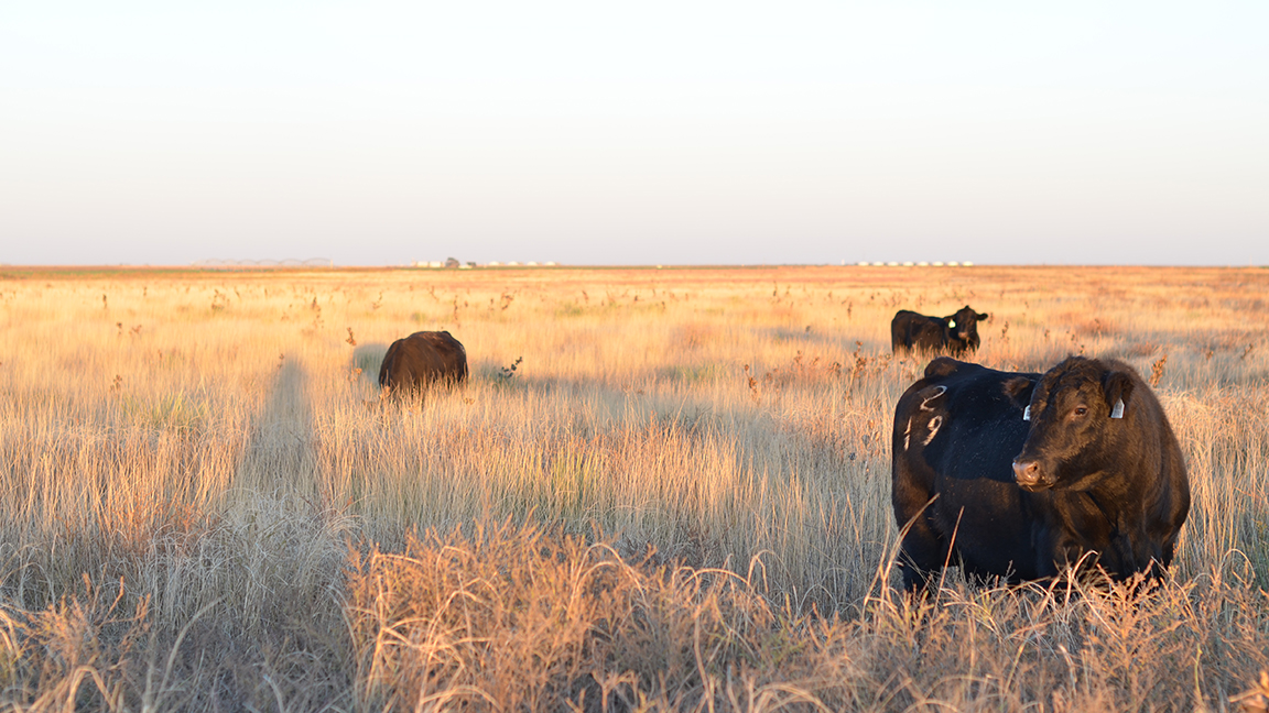 bull in field