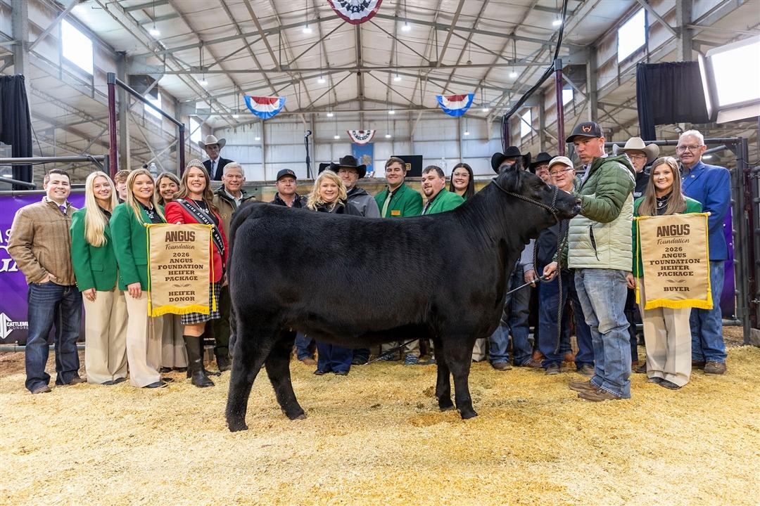 Express Angus Ranches of Yukon, Oklahoma; Nowatzke Cattle/Maple Lane of Michigan City, Indiana and Pollard Farms of Waukomis, Oklahoma purchases WILKS Rita 4728 at the National Angus Bull Sale in Oklahoma City.