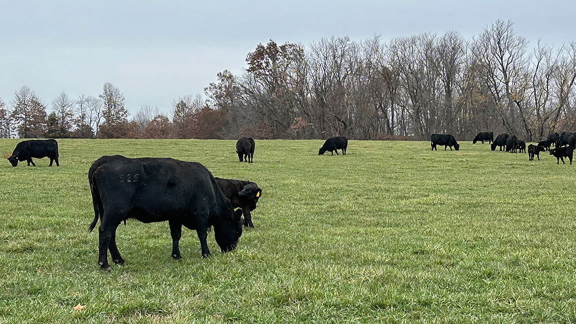 cattle on pasture