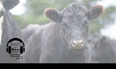 Black calf standing in a group in a pen.