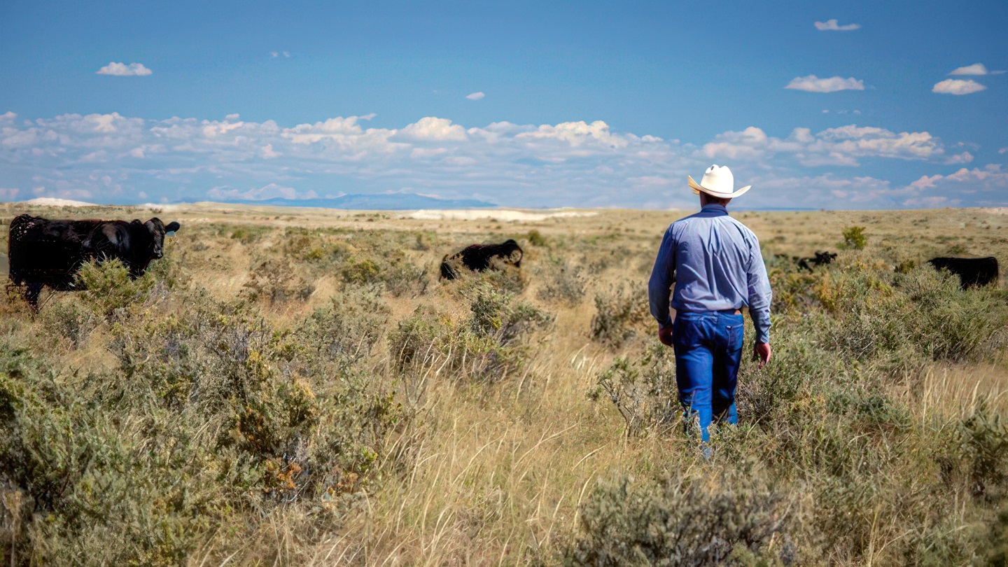 Rancher checking cattle