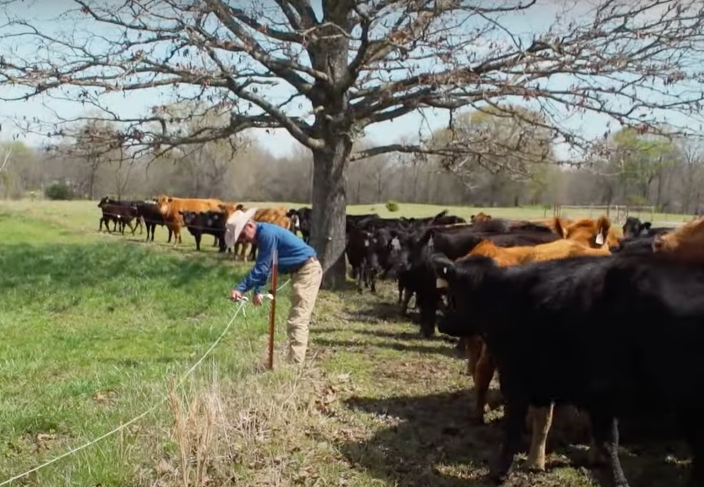 John Hambrick moves cattle to a different pasture at Rafter H Ranch.