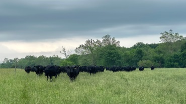 cattle in a field