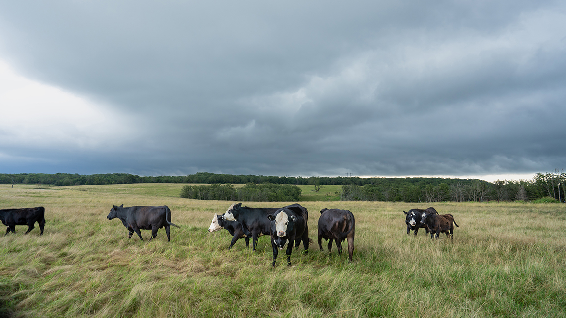 Leaning Oak Ranch manages 2,000 pairs on pasture.