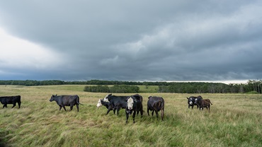 Leaning Oak Ranch manages 2,000 pairs on pasture.