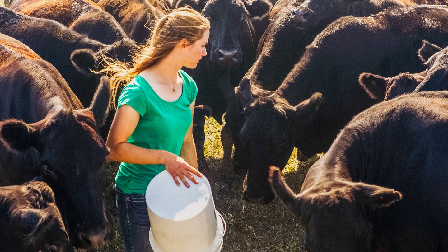 feeding cattle