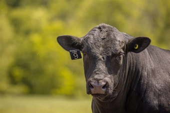 A profile show of an Angus bull in a green pasture.