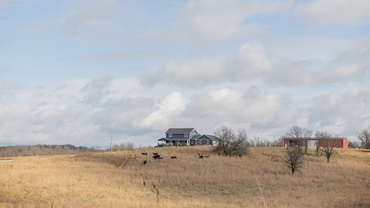 house on a hill with cattle in front