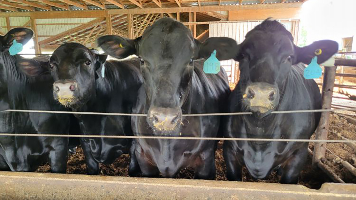 Steers standing at a feed bunk. Photo by Jared Jaborek.