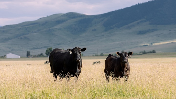 coleman herd