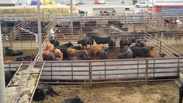 cows at livestock market
